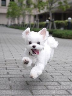 a small white dog running across a brick walkway with its mouth open and tongue out