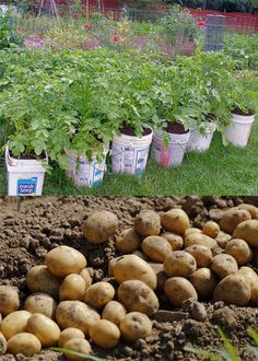 potatoes are in the ground next to some plants and buckets with dirt on them