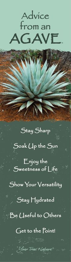 an advertise poster with the words advice from an agave