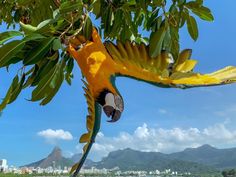 a yellow and green parrot perched on top of a tree next to a lush green field