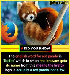 a red panda sitting on top of a tree next to a firefox logo