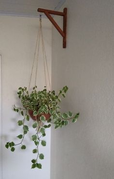 a potted plant hanging from a wall