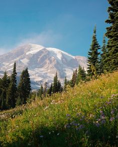 a mountain covered in snow surrounded by trees and wildflowers on a sunny day