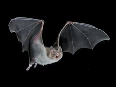 a vampire bat can drink a vitamin's blood for as long as 30 minutes without waking the victim up