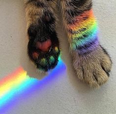 the paw of a dog with multicolored stripes on it's toes and feet