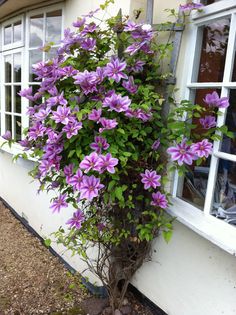 purple flowers growing out of the side of a white building next to an open window