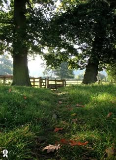 an empty bench in the middle of a grassy area with trees and grass around it