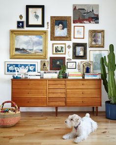 a white dog sitting on the floor in front of a dresser with many framed pictures