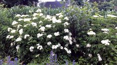 white flowers are growing on the side of a building in front of some trees and bushes