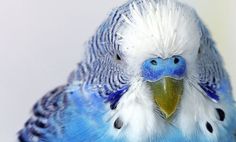 a blue and white parakeet sitting on top of a table