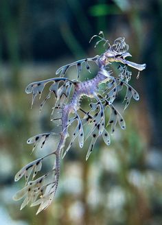 a sea horse is hanging from a branch