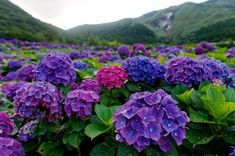 purple and green flowers in the middle of a field