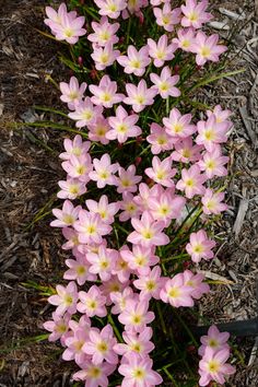 Image of Zephyranthes 'Zodiac Surprise' taken at Juniper Level Botanic Gdn, NC by JLBG Summer Cute Aesthetic, Original Flowers, Rain Lily, Flower Types, Small Pink Flowers, Fancy Flowers, Tall Flowers, Flower Meanings