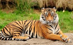 a large tiger laying on top of a dirt field