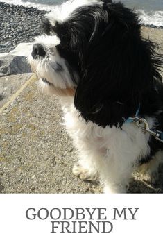 a black and white dog standing on top of a beach