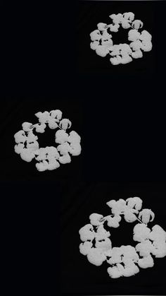 three images of white flowers in the dark, one is black and two are white