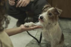 a dog getting its hair washed by a woman in the bathroom while another person sits on the floor