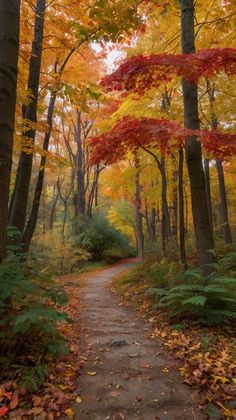 a path in the woods surrounded by trees with autumn leaves on it's sides