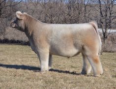 a large white cow standing on top of a grass covered field with trees in the background