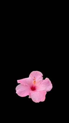 a pink flower on a black background