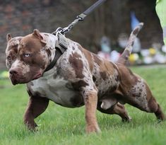 a brown and white dog walking across a lush green field