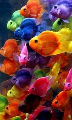 an aquarium filled with lots of different colored fish