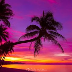 palm trees are silhouetted against an orange and purple sunset