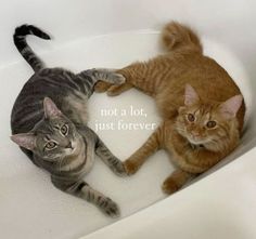 two cats laying in a white sink with the caption not a lot, just forever