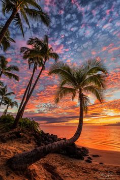 two palm trees on the beach at sunset