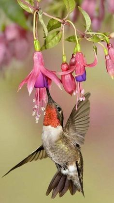 Hummingbirds Photography, Wildlife Garden, Hummingbird Flowers, Bird Wings, Backyard Birds, Bird Decor