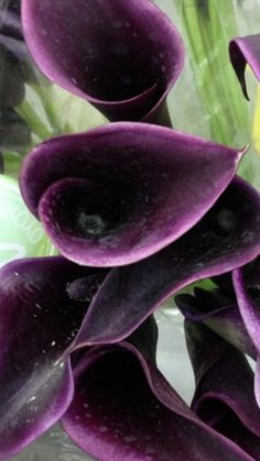 purple flowers with water droplets on them in a vase