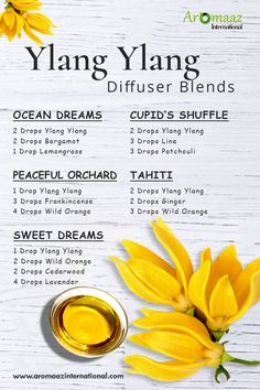 Dive into a world of tranquility and harmony as the captivating aroma of ylang-ylang fills your space. Let go of stress and embrace serenity with our handcrafted blends designed to uplift your mood and soothe your soul. Ylang Ylang Blends, Liquid Sunshine Essential Oil Blend, Ylang Ylang Essential Oil Blends, Essential Oil Combinations For Diffuser, Uplifting Diffuser Blends, Ylang Ylang Diffuser Blends, Uplifting Essential Oil Blend, Spa Scents, Essential Oil Candle Blends