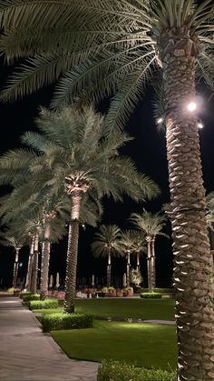 palm trees are lit up at night in the park