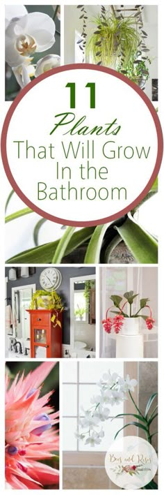 some flowers and plants in the bathroom with text overlay that reads 11 plants that will grow in the bathroom