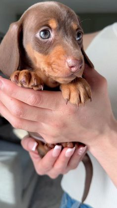 a person holding a small brown dog in their hands and looking up at the camera