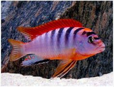 a red and black fish in an aquarium