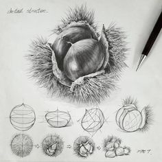 a pencil drawing of an onion on top of a piece of paper next to a pen