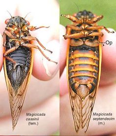 two pictures of the same insect on someone's hand, one showing its size