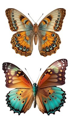 two butterflies with different colors on their wings