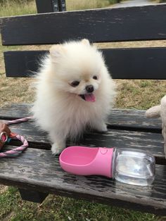 a small white dog sitting on top of a wooden bench next to a pink brush