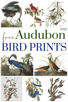 the book cover for auduon bird prints by frugaan, with pictures of birds