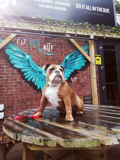 a brown and white dog sitting on top of a wooden table next to a brick wall