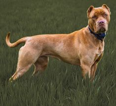 a large brown dog standing in tall grass