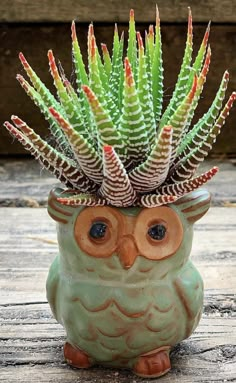 a ceramic owl planter with succulents in it