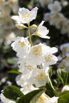 white flowers with green leaves in the foreground