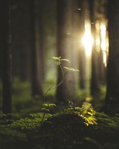 the sun shines through the trees in the forest with moss growing on the ground