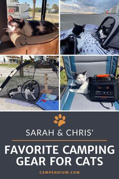 a collage of photos with cats and the words favorite camping gear for cats