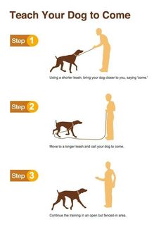 the instructions for how to teach your dog to come