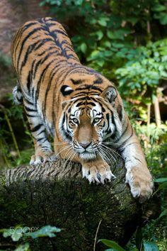 a tiger walking on top of a tree stump in the woods with green plants around it