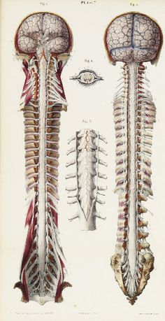 an image of the back and side view of a human skeleton